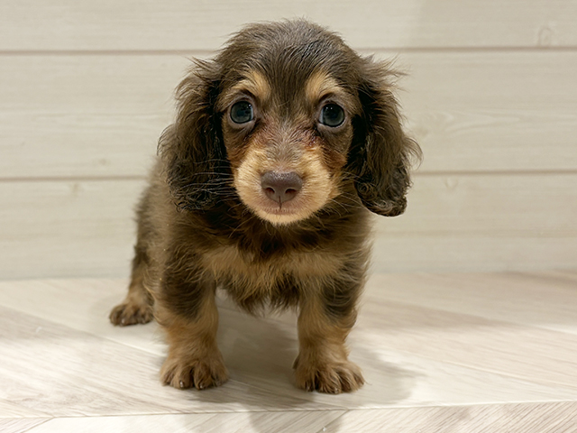 東京都のカニンヘンダックスフンド(ロング) (ペッツファースト豊洲店/2025年9月9日生まれ/男の子/チョコレートタン)の子犬の1枚目の画像