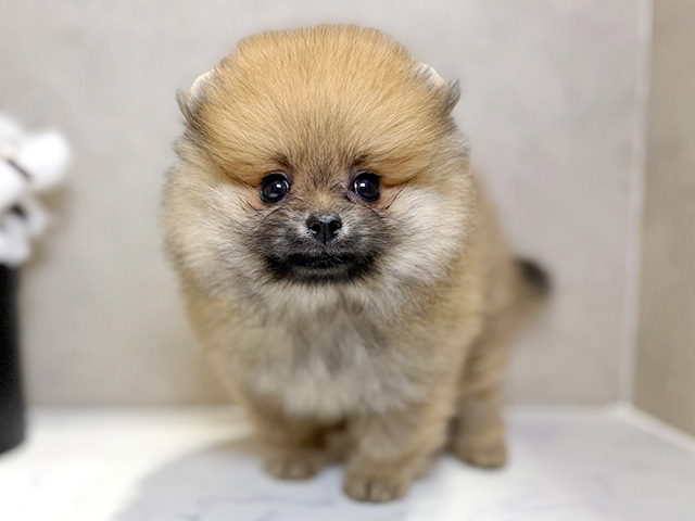 ポメラニアン
