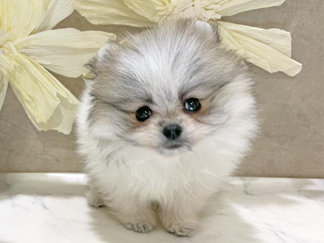 兵庫県のポメラニアン (ペッツファースト神戸三宮センター街店/2025年9月9日生まれ/男の子/パーティーカラー)の子犬の1枚目の画像