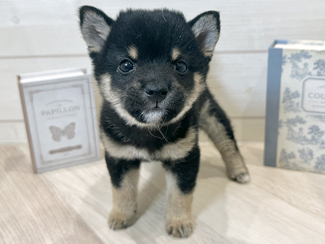 愛知県の豆柴 (ペッツファースト岡崎店/2025年9月9日生まれ/男の子/黒)の子犬の1枚目の画像
