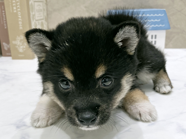 東京都の豆柴 (ペッツファースト晴海店/2025年9月9日生まれ/女の子/黒)の子犬
