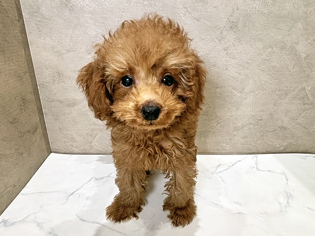 トイプードル(タイニー), 性別 男の子, 誕生日 2025/09/07, 毛色 レッド, 出身 福岡県, 店舗 富士宮店(静岡県), お問い合わせ番号 2534145