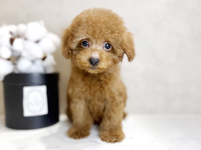 大阪府のトイプードル(タイニー) (ペッツファースト茶屋町店/2025年9月7日生まれ/男の子/レッド)の子犬