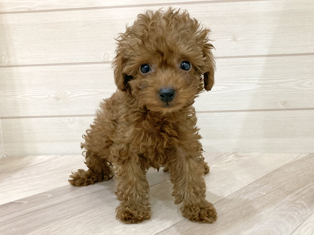 福岡県のトイプードル(タイニー) (ペッツファースト福岡天神店(c)/2025年9月7日生まれ/女の子/レッド)の子犬