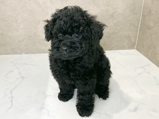 福岡県のトイプードル(トイ) (ペッツファースト福津店/2025年9月9日生まれ/男の子/ブラック)の子犬