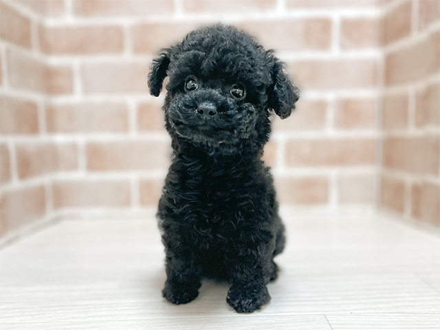 大阪府のトイプードル(タイニー) (ペッツファースト高槻店/2025年9月9日生まれ/女の子/ブラック)の子犬の1枚目の画像