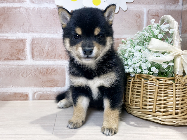 岡山県の豆柴 (ペッツファースト倉敷店/2025年9月9日生まれ/男の子/黒)の子犬の1枚目の画像