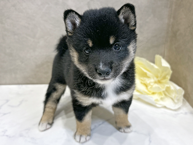 愛知県の豆柴 (ペッツファースト名古屋栄店/2025年9月9日生まれ/女の子/黒)の子犬