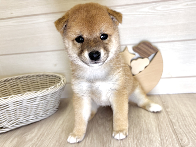 愛知県の豆柴 (ペッツファースト大高店/2025年9月9日生まれ/女の子/赤)の子犬の1枚目の画像