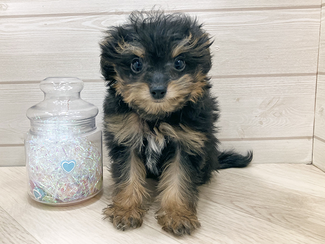 埼玉県のチワプー/プーチー(チワワ×プードル) (ペッツファーストふじみ野店/2025年9月9日生まれ/女の子/ブラックタン)の子犬の1枚目の画像