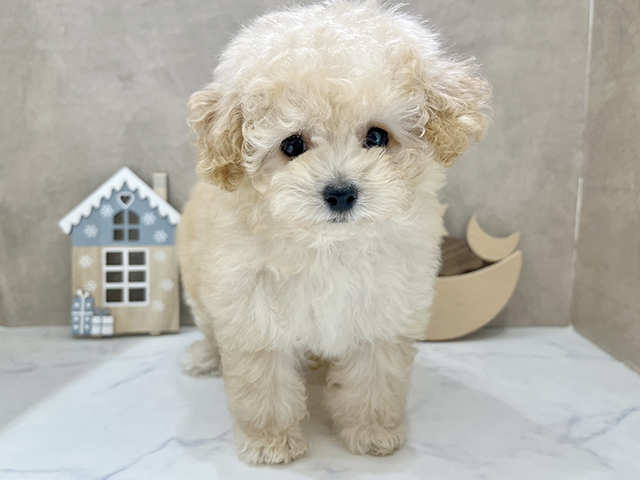京都府のトイプードル(タイニー) (ペッツファースト京都四条河原町店/2025年9月4日生まれ/女の子/クリーム)の子犬の1枚目の画像