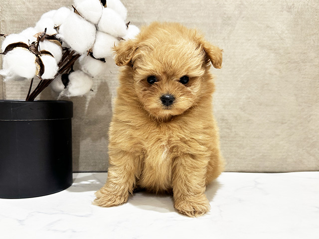 東京都のポメプー(ポメラニアン×プードル) (ペッツファースト中野店/2025年9月9日生まれ/女の子/アプリコット)の子犬の1枚目の画像