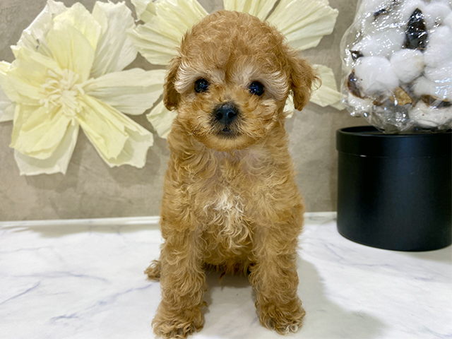兵庫県のトイプードル(タイニー) (ペッツファースト神戸三宮センター街店/2025年9月7日生まれ/男の子/アプリコット)の子犬の1枚目の画像