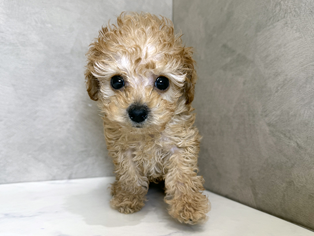 トイプードル