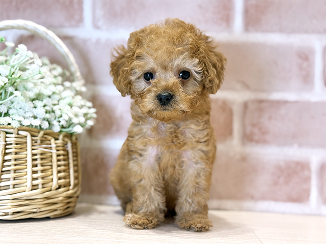 大阪府のトイプードル(ティーカップ) (ペッツファースト北心斎橋店/2025年9月8日生まれ/男の子/アプリコット)の子犬の1枚目の画像