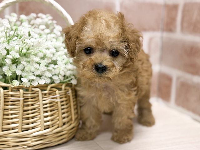 大阪府のトイプードル(ティーカップ) (ペッツファースト北心斎橋店/2025年9月8日生まれ/男の子/アプリコット)の子犬の1枚目の画像