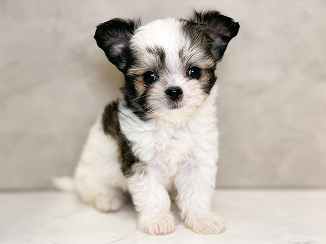 埼玉県のチワマル/マルチワ(チワワ×マルチーズ) (ペッツファーストPETEMOレイクタウンmori店/2025年9月9日生まれ/男の子/パーティーカラー)の子犬の1枚目の画像