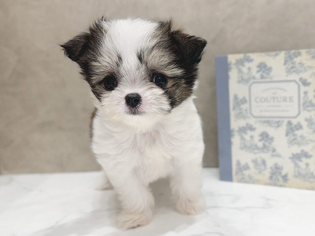 大阪府のチワマル/マルチワ(チワワ×マルチーズ) (ペッツファースト心斎橋本店/2025年9月9日生まれ/女の子/パーティーカラー)の子犬の1枚目の画像