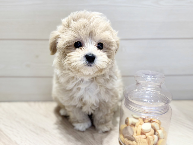 東京都のビションプー(ビションフリーゼ×プードル) (ペッツファースト八王子多摩美大前店/2025年9月9日生まれ/女の子/クリーム)の子犬の1枚目の画像