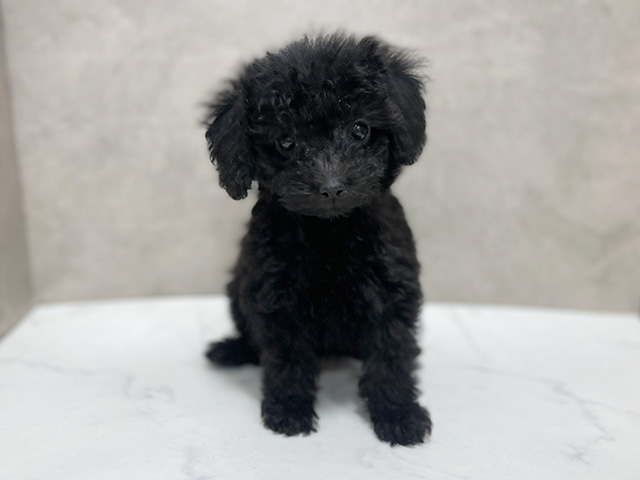 東京都のトイプードル(タイニー) (ペッツファースト池袋店/2025年9月9日生まれ/女の子/ブラック)の子犬