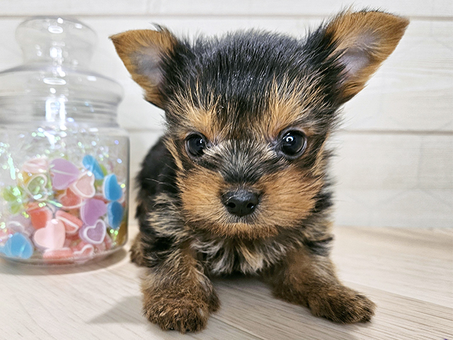 ヨークシャーテリア