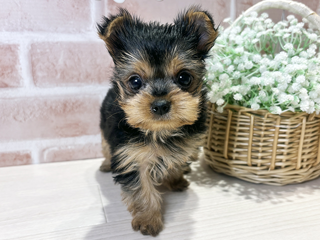 岡山県のヨークシャーテリア (ペッツファースト倉敷店/2025年9月9日生まれ/男の子/スチールブルータン)の子犬の1枚目の画像