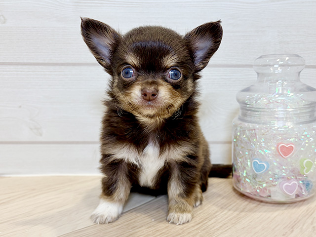 神奈川県のチワワ(ロング) (ペッツファースト川崎店/2025年9月9日生まれ/男の子/チョコレートタンホワイト)の子犬の1枚目の画像