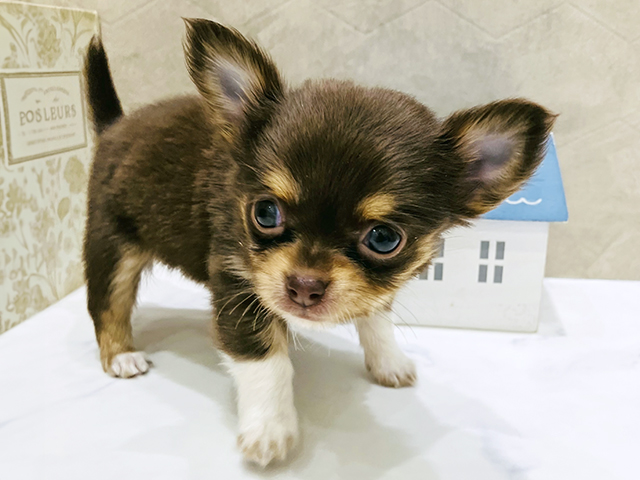 東京都のチワワ(ロング) (ペッツファースト晴海店/2025年9月9日生まれ/女の子/チョコレートタンホワイト)の子犬