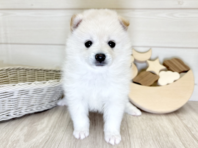 愛知県のポメ柴/豆ポメ/ポメ豆柴(ポメラニアン×柴犬) (ペッツファースト大高店/2025年9月9日生まれ/女の子/クリーム)の子犬