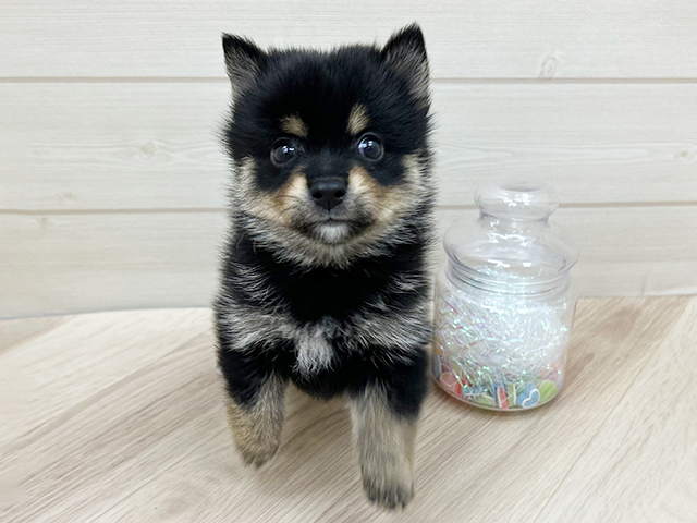 大阪府のポメ柴/豆ポメ/ポメ豆柴(ポメラニアン×柴犬) (ペッツファーストららぽーと門真店/2025年9月1日生まれ/男の子/ブラックタン)の子犬