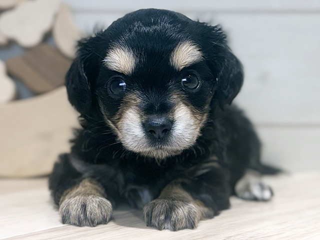 東京都のチワックス(チワワ×ダックス) (ペッツファースト吉祥寺本店/2025年9月8日生まれ/女の子/ブラックタン)の子犬