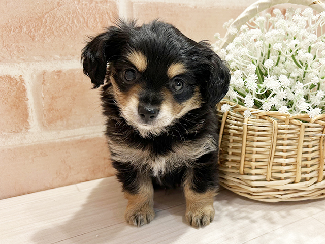 東京都のチワックス(チワワ×ダックス) (ペッツファースト町田店/2025年9月8日生まれ/男の子/ブラックタン)の子犬の1枚目の画像