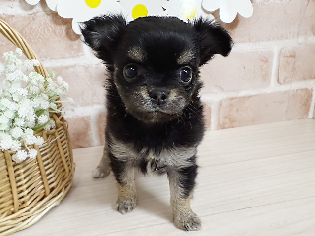 静岡県のチワワ(ロング) (ペッツファースト富士南店/2025年9月9日生まれ/女の子/ブラックタンホワイト)の子犬の1枚目の画像