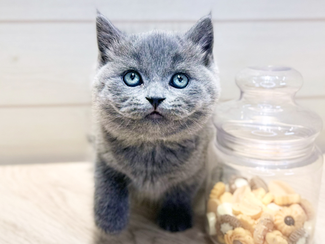 群馬県のブリティッシュショートヘアー (ペッツファースト高崎店/2025年9月9日生まれ/男の子/ブルー)の子猫の1枚目の画像