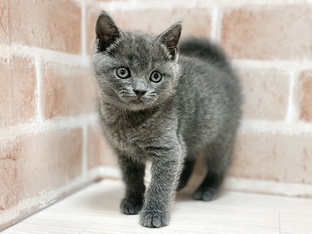 ブリティッシュ