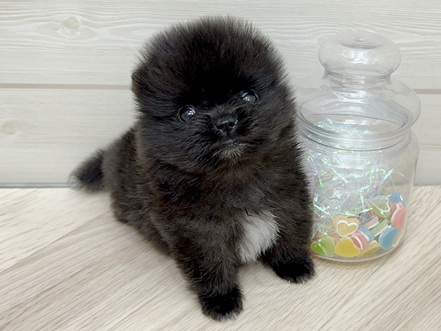 大阪府のポメラニアン (ペッツファーストららぽーと門真店/2025年9月10日生まれ/男の子/ブラックホワイト)の子犬