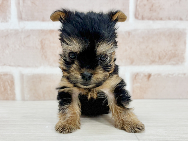 ヨークシャーテリア