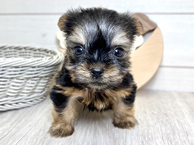 ヨークシャーテリア