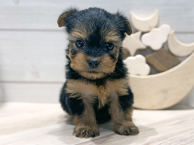 東京都のヨークシャーテリア (ペッツファースト吉祥寺本店/2025年9月10日生まれ/女の子/スチールブルータン)の子犬の1枚目の画像