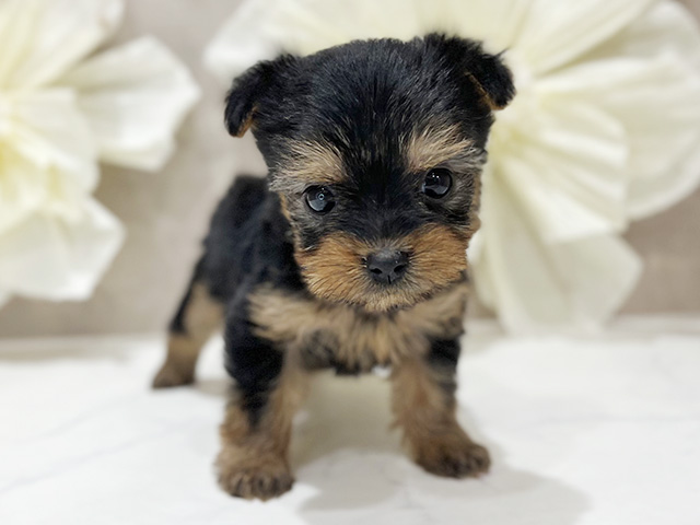 東京都のヨークシャーテリア (ペッツファースト新宿店/2025年9月10日生まれ/女の子/スチールブルータン)の子犬