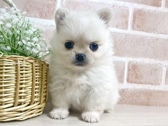 広島県のペキポメ/ポメペキ(ペキニーズ×ポメラニアン) (ペッツファースト広島本通店/2025年9月9日生まれ/女の子/ホワイト)の子犬の1枚目の画像