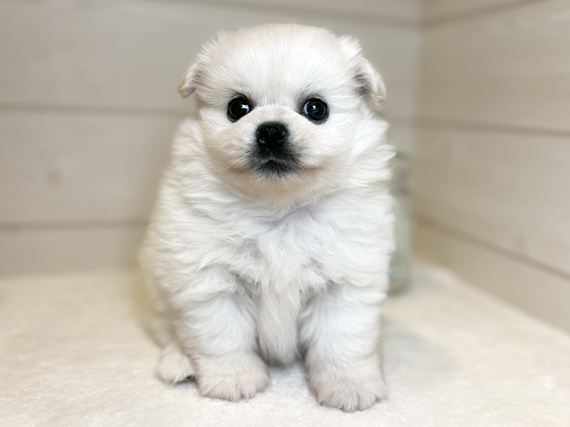 東京都のペキポメ/ポメペキ(ペキニーズ×ポメラニアン) (ペッツファースト麻布十番店/2025年9月9日生まれ/男の子/ホワイト)の子犬