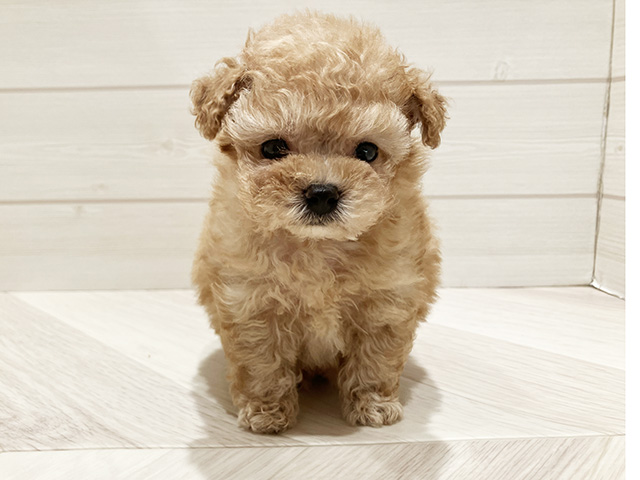 東京都のトイプードル(ティーカップ) (ペッツファースト豊洲店/2025年9月9日生まれ/男の子/アプリコット)の子犬の1枚目の画像