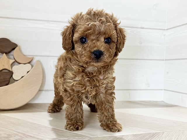 鳥取県のトイプードル(トイ) (ペッツファースト日吉津店/2025年9月10日生まれ/女の子/アプリコット)の子犬の1枚目の画像