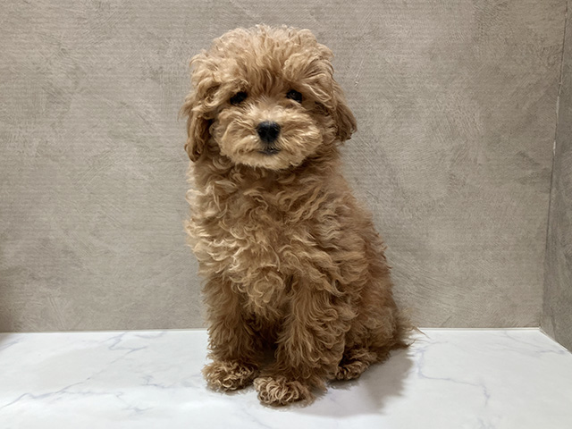秋田県のトイプードル(トイ) (ペッツファースト秋田店/2025年9月7日生まれ/女の子/アプリコット)の子犬の1枚目の画像