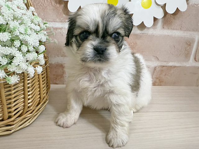 静岡県のチワペキ/ペキチー/ペキチワ(チワワ×ペキニーズ) (ペッツファースト富士南店/2025年9月8日生まれ/女の子/パーティーカラー)の子犬