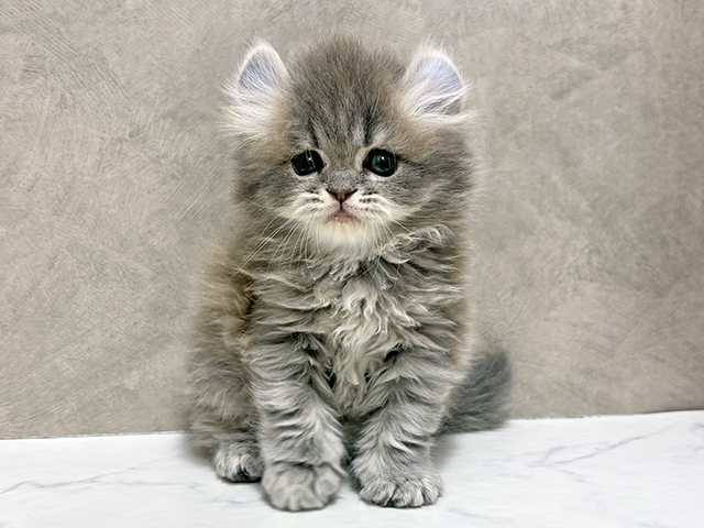 東京都のアメリカンカール (ペッツファースト池袋店/2025年9月10日生まれ/女の子/ブルータビー)の子猫の1枚目の画像