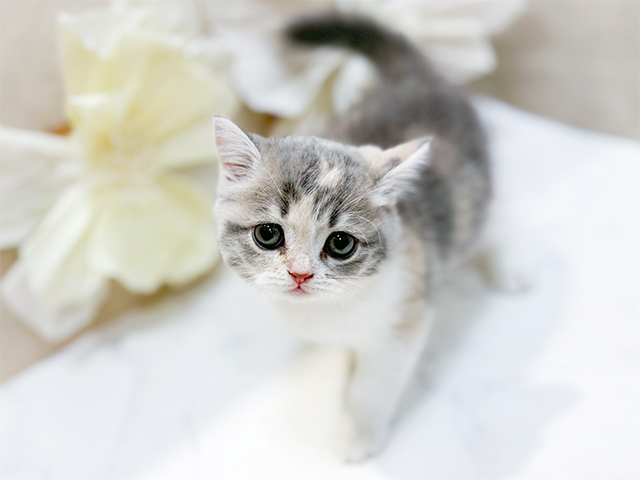 ブリティッシュ