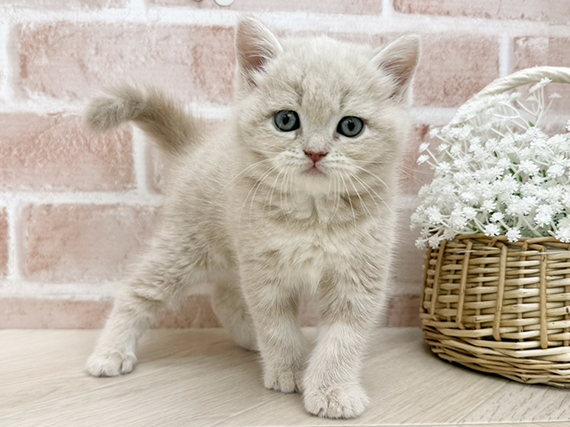 ブリティッシュ