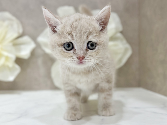 東京都のブリティッシュショートヘアー (ペッツファースト新宿店/2025年9月7日生まれ/男の子/クリームタビーホワイト)の子猫